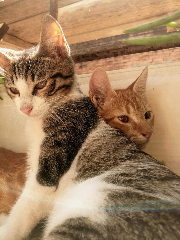 pexels-yanmiranda-16275050